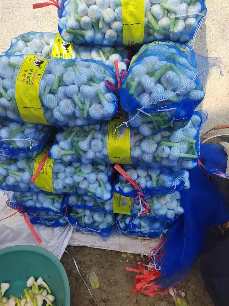 【精品】紫皮蒜云南鲜蒜对接全国市场量大从优