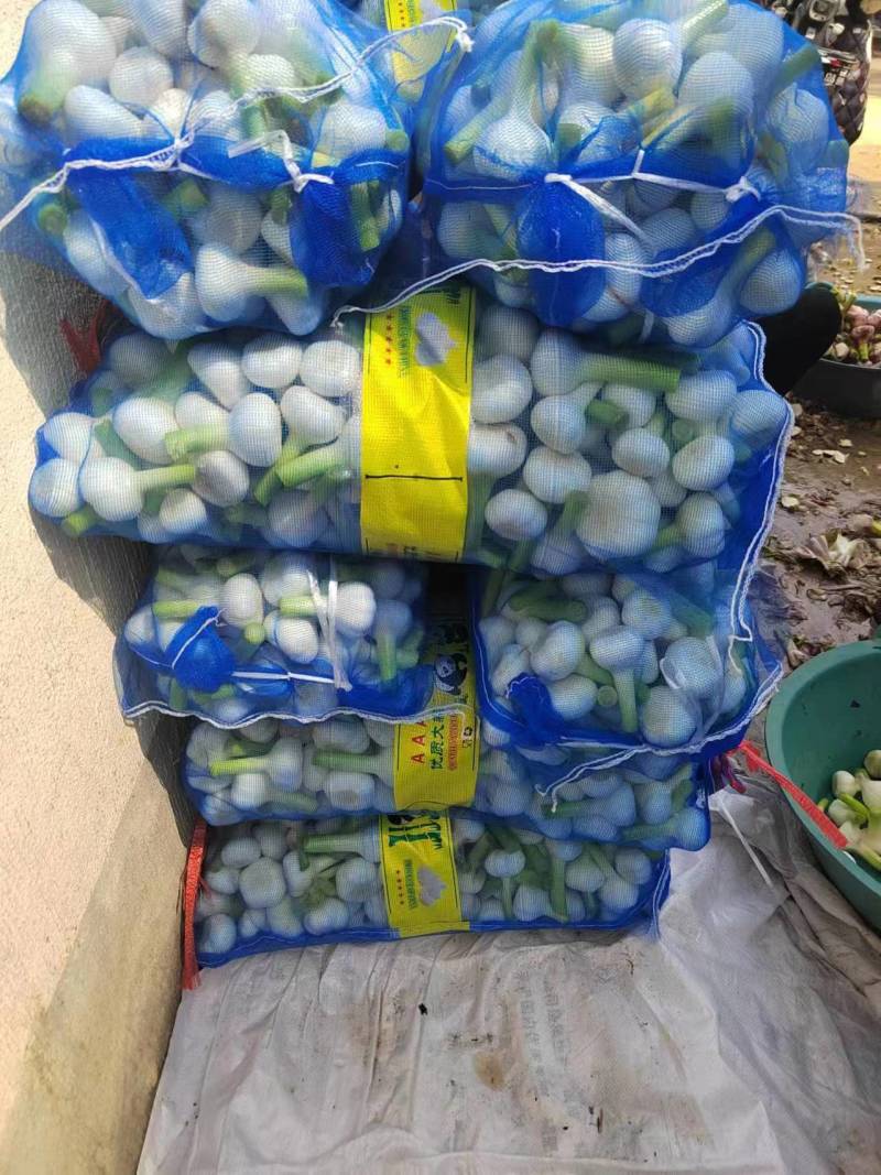 山东紫皮蒜可视频看货欢迎各位老板咨询