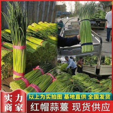 《精选》红帽蒜薹50~60cm基地一手货源，适合走市场超市