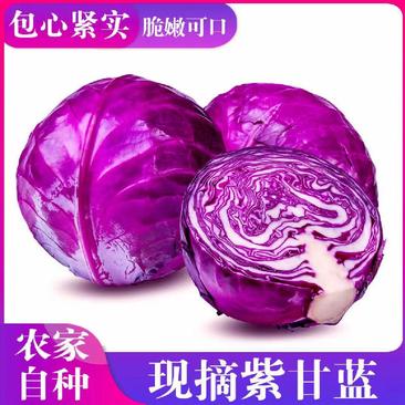 紫甘蓝苗提供种植技术抗病性好产量高适合全国种植