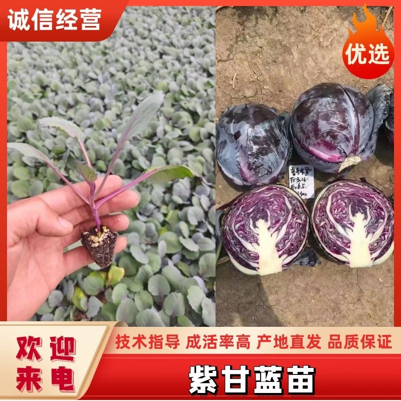 紫甘蓝苗提供种植技术抗病性好产量高适合全国种植