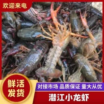 潜江清水小龙虾3-4钱4-6钱精品食用活虾纯青虾死亡包赔