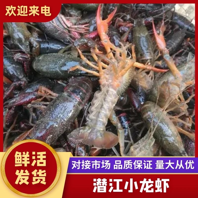 潜江清水小龙虾3-4钱4-6钱精品食用活虾纯青虾死亡包赔