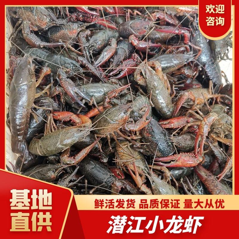 【实力】湖北潜江清水小龙虾3-4钱红虾纯青虾死亡包赔