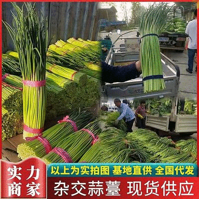 《精选》杂交蒜苔，质量好，适合发市场，现货供应，全国代发