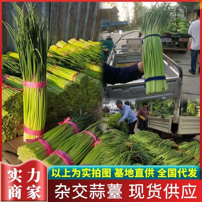 《精选》杂交蒜苔，质量好，适合发市场，现货供应，全国代发