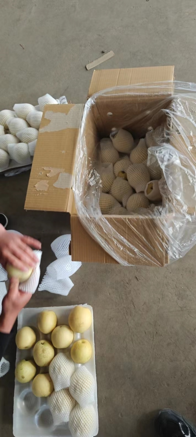 青色皇冠梨蜡纸袋青色皇冠梨大量供应全国可发货