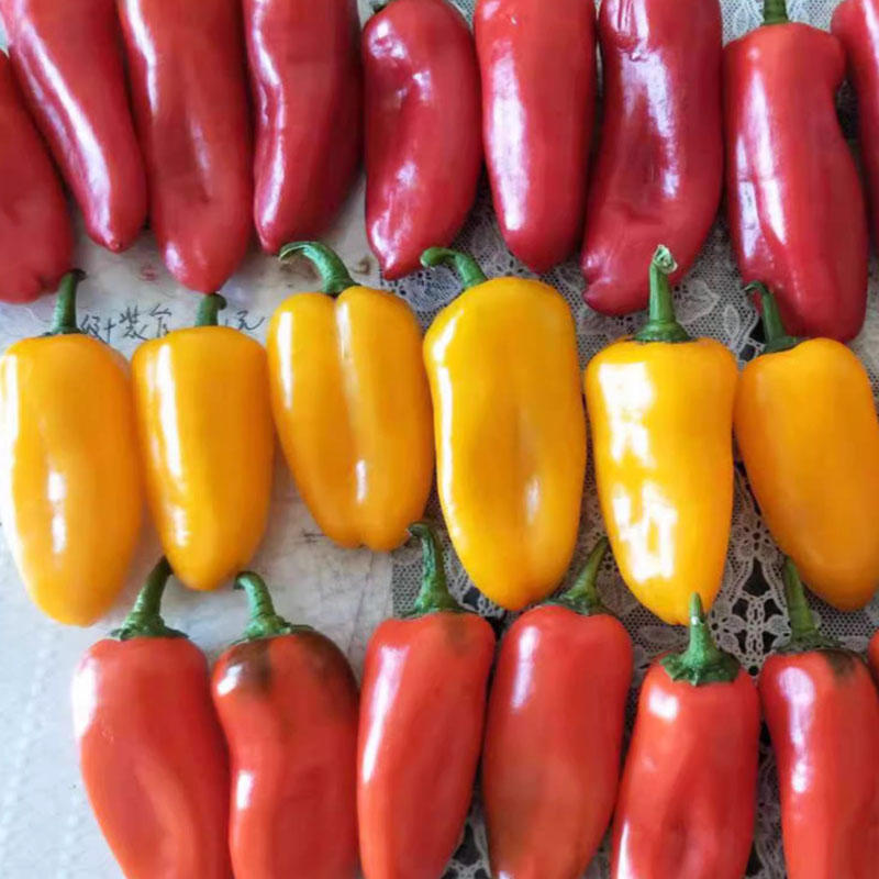 水果椒种籽彩色辣椒种子无辣味糖度高12度基地品种