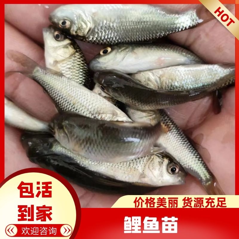 【鲤鱼苗】长江鲤镜鲤鱼苗鱼场直供抗病力强高成活率