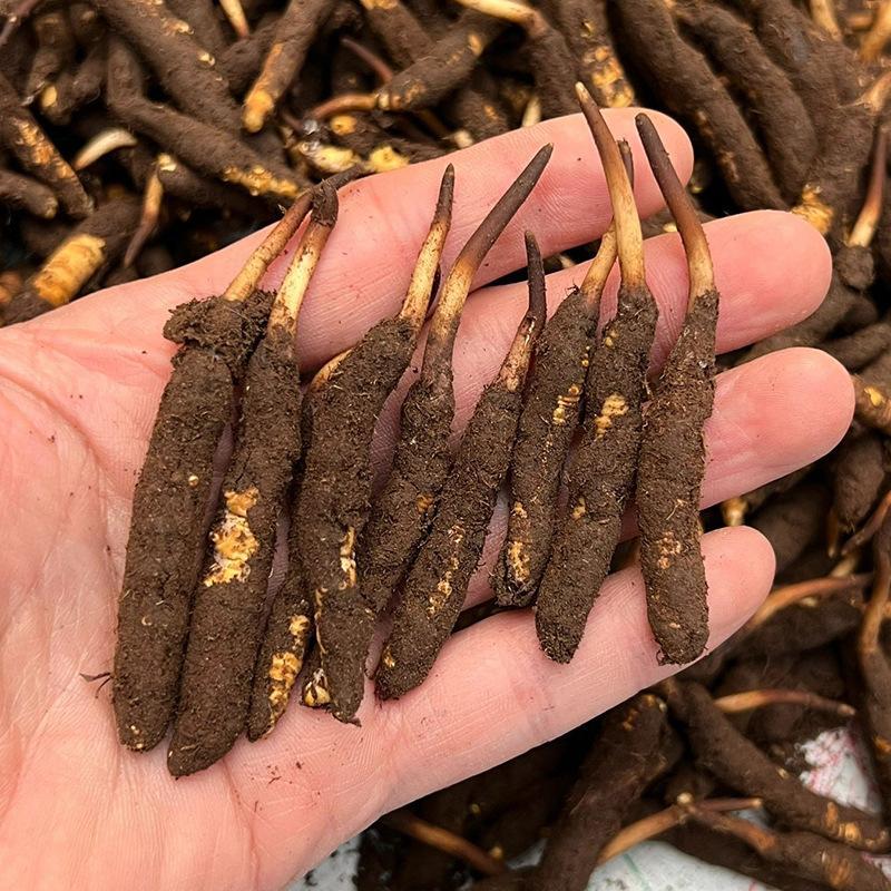 2025头茬新冬虫夏草西藏虫草十根起售量大从优