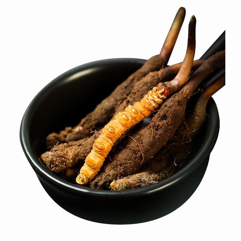 2025头茬新冬虫夏草西藏虫草十根起售量大从优