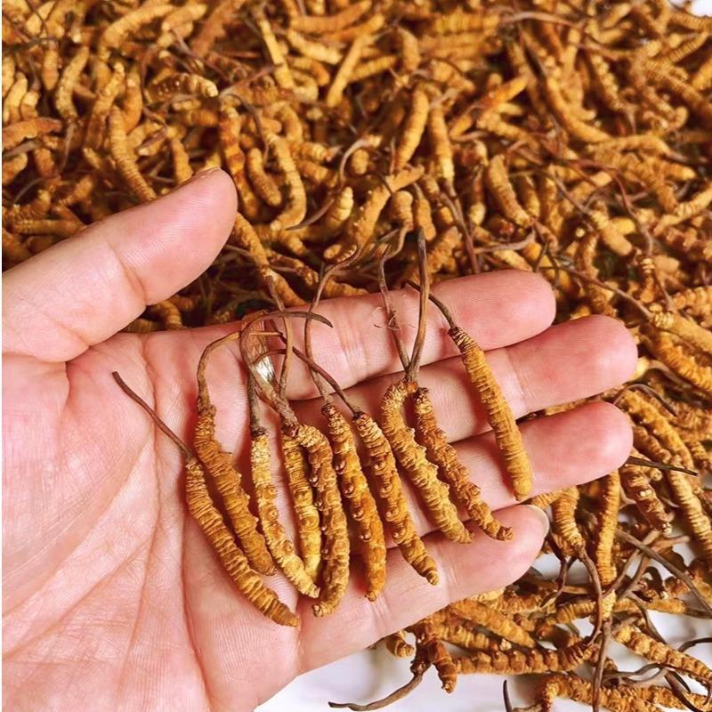 冬虫夏草大量供应，精品发货规格齐全保质保量包邮