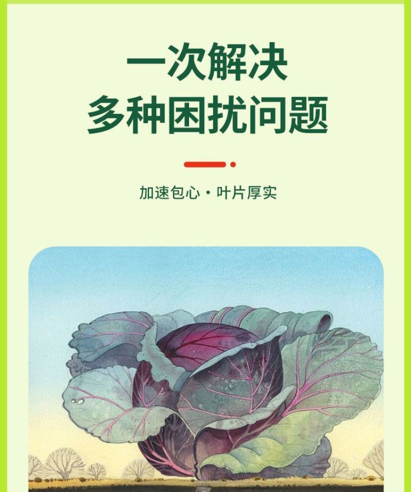 白菜甘蓝卷心菜防腐包心剂防烂根烧心软腐病有机水溶肥