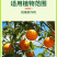 柑橘黄化修复黄叶变绿增强光合柑橘缺素生理性黄叶果园果树橘