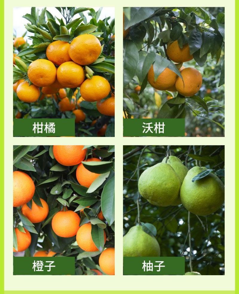 柑橘增甜上色膨大剂美果增色着色剂膨大素保花保果柑橘果树叶