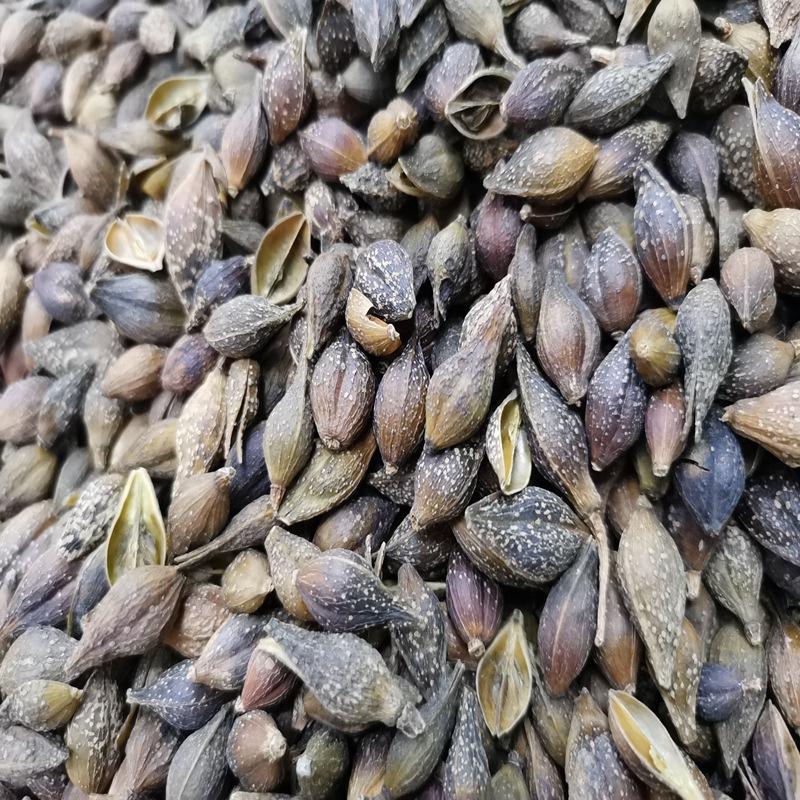 精品连翘产地直供全国畅销