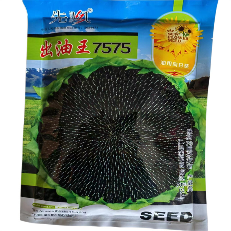 矮大头油葵种子出油王葵籽7575三系杂交产量出油高大弯头