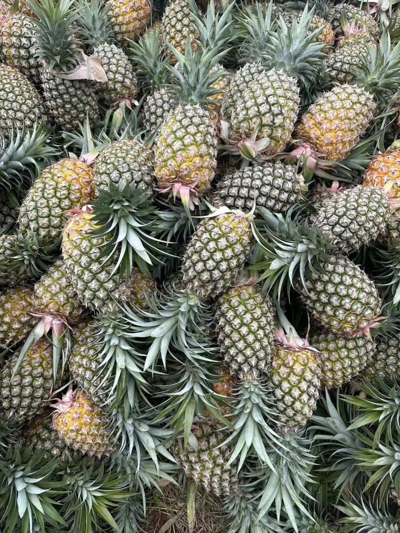 优质菠萝金钻凤梨甜度高大宗批发价格优惠商超批发商电商