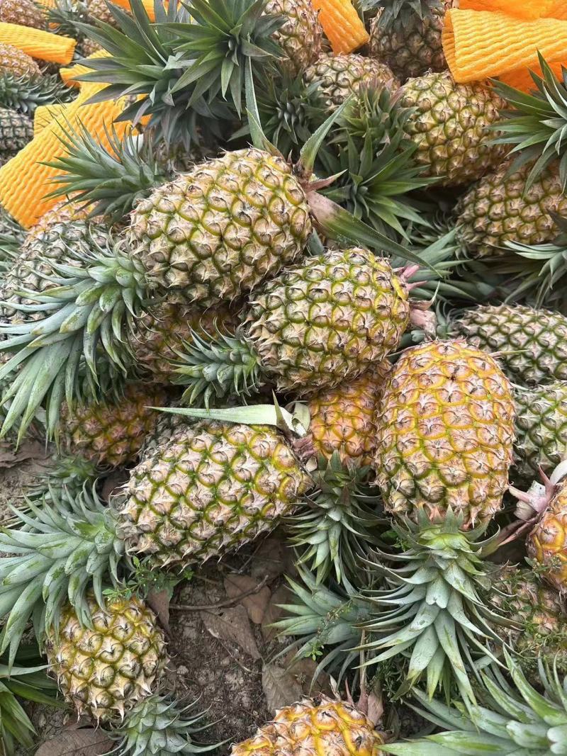优质菠萝金钻凤梨甜度高大宗批发价格优惠商超批发商电商