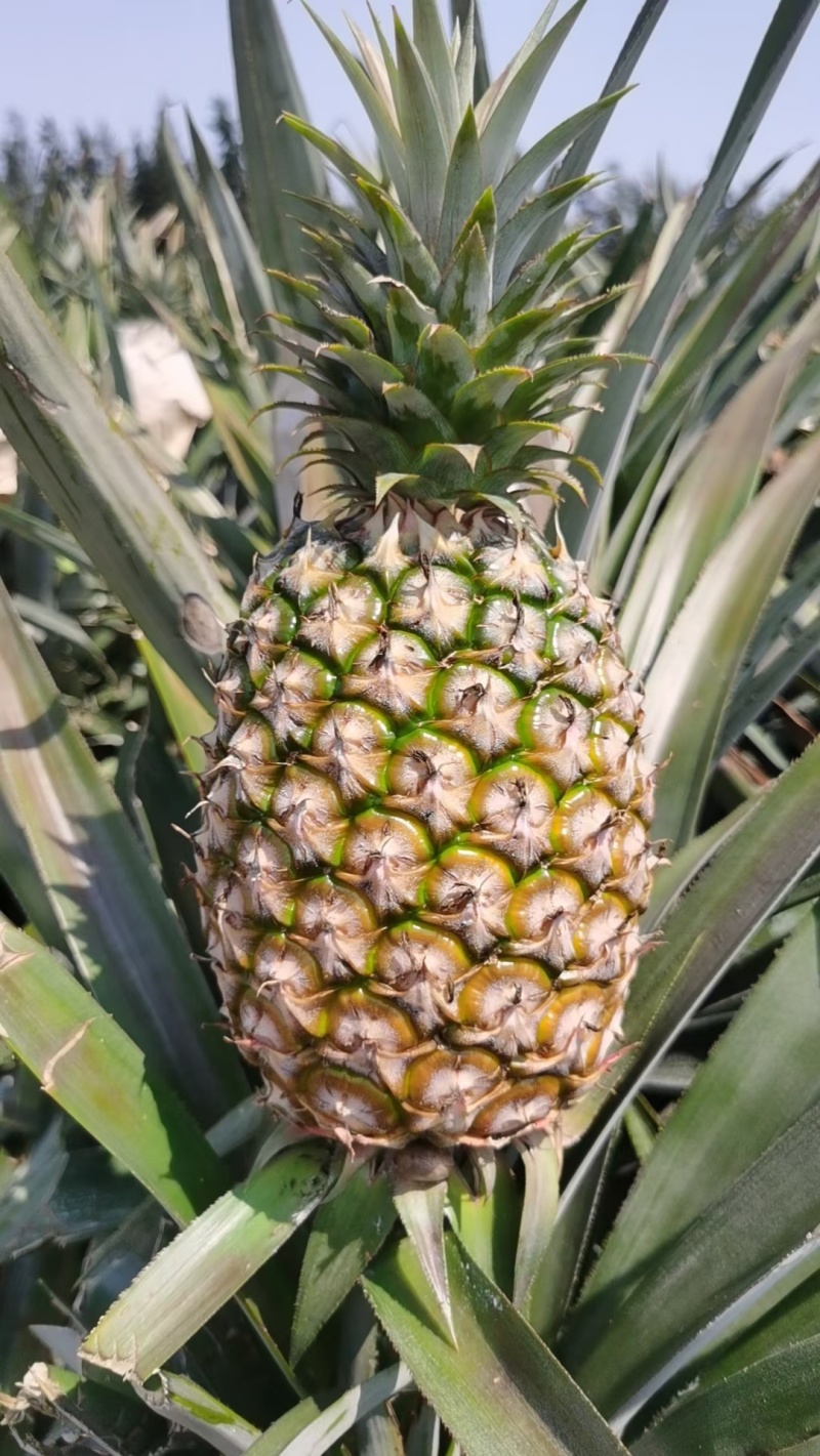 优质菠萝金钻凤梨甜度高大宗批发价格优惠商超批发商电商