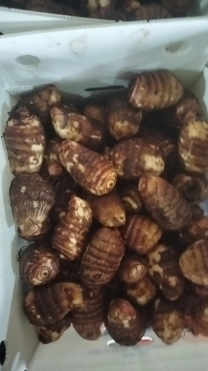 精品芋头大量供应全国可发货品质保证诚信经营