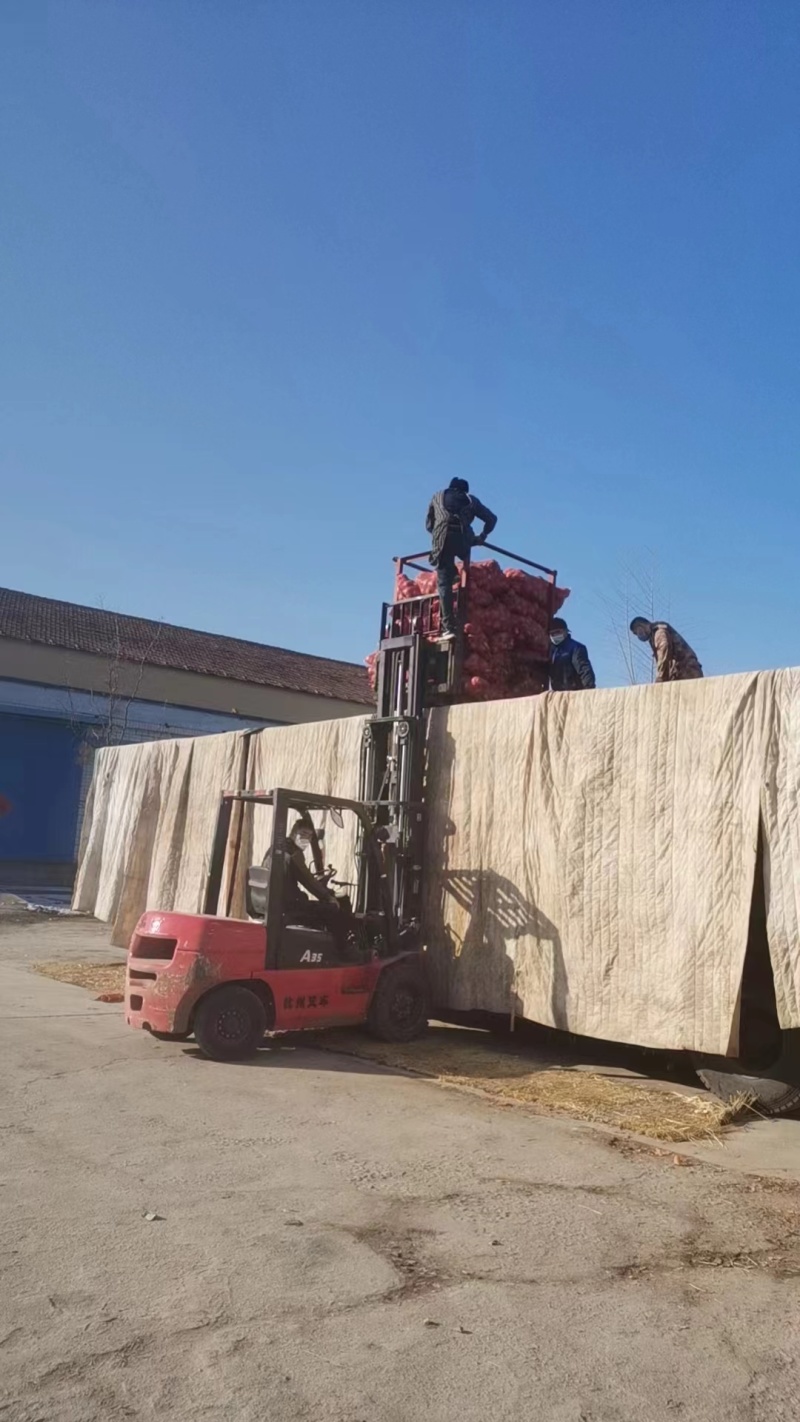 精品芋头大量供应全国可发货品质保证诚信经营