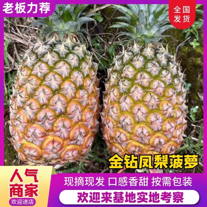 优质菠萝金钻凤梨甜度高大宗批发价格优惠商超批发商电商
