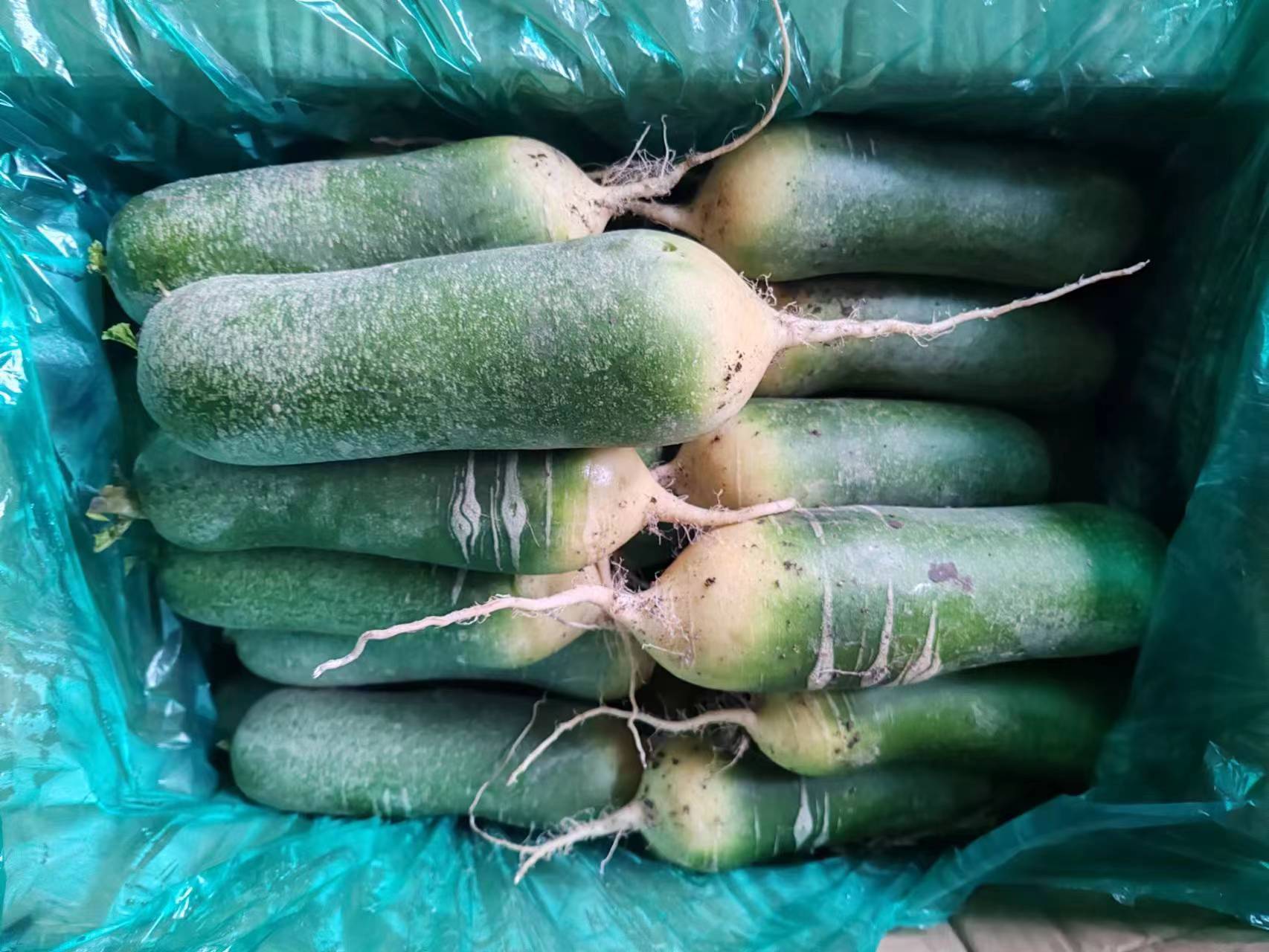 青萝卜选购与保存示意图