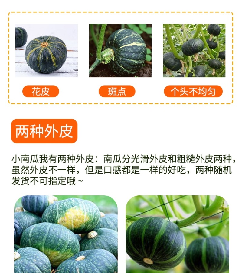 贝贝南瓜