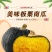 贝贝南瓜