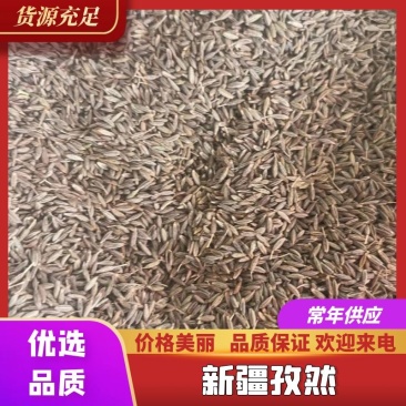 【全年供应】新疆孜然进口孜然一手货源品质保障欢迎下单