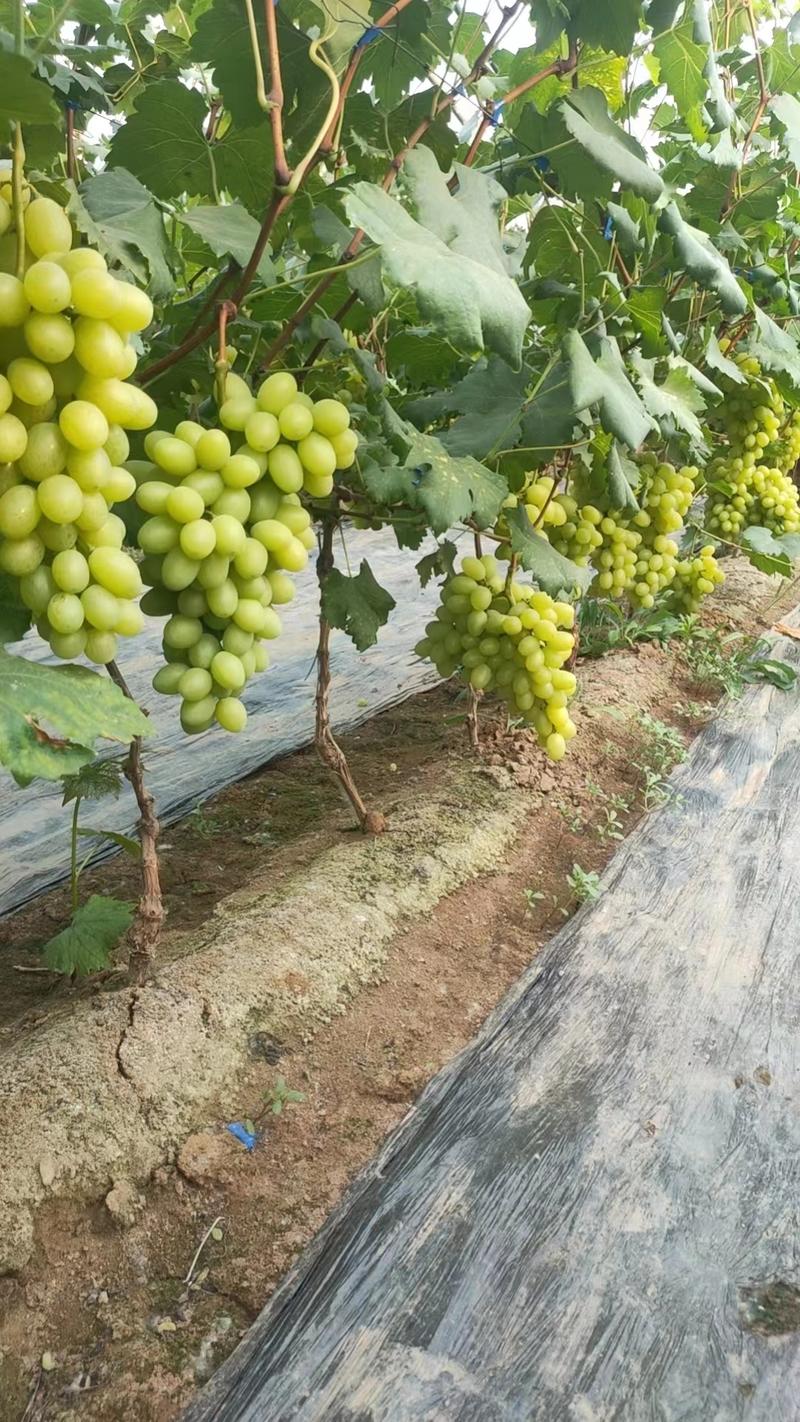 维多利亚葡萄大量上市中新鲜采摘产地直发优选精品欢迎咨询