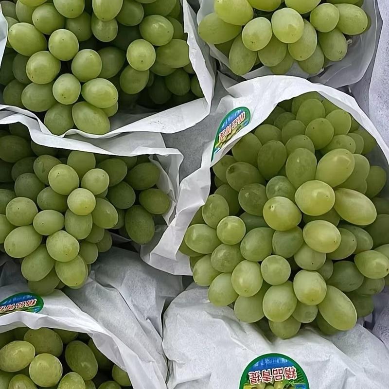 维多利亚葡萄大量上市中新鲜采摘产地直发优选精品欢迎咨询