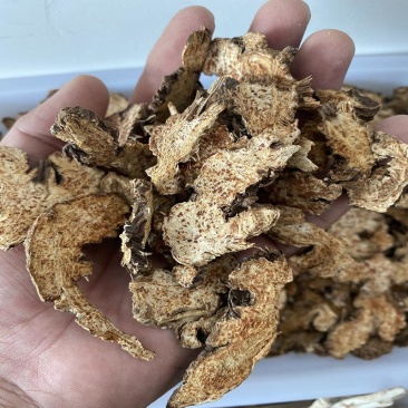 野生苍术源头产地大量发货