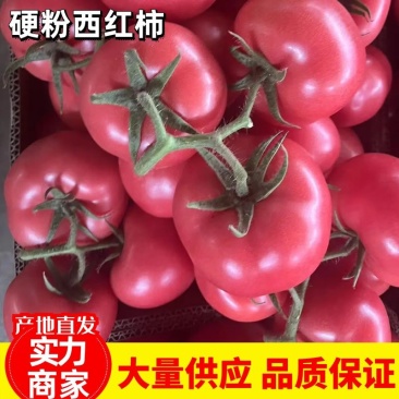 河南，冷棚硬粉西红柿，沙土地种植，起沙汁多，对接电商平台