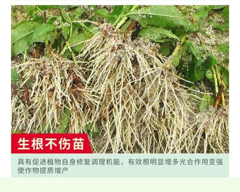 根线清专用线虫紫孢菌大棚菌根根结根瘤淡紫青霉紫孢地下