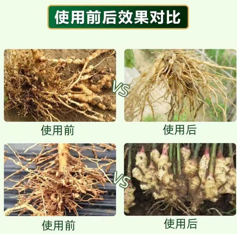 根线清专用线虫紫孢菌大棚菌根根结根瘤淡紫青霉紫孢地下