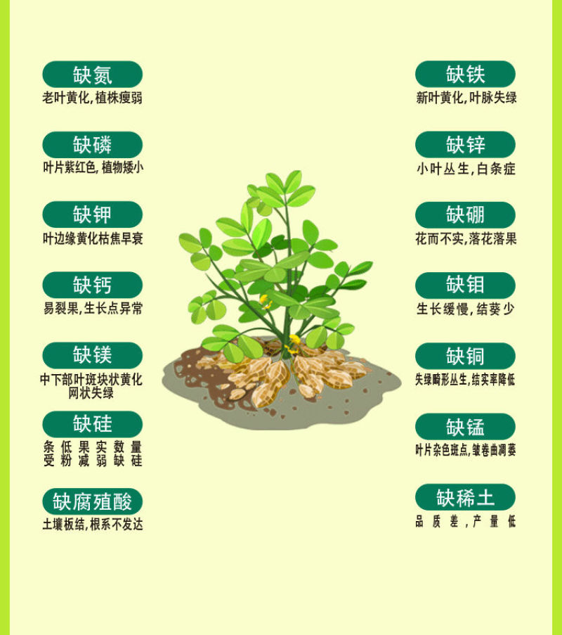花生膨大粒粒饱套餐分叉下针多籽粒饱满增产增收膨大素专用叶