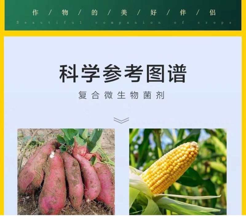 正品黄枯原粉复合微生物菌剂新型杀菌剂叶面肥枯萎立枯炭疽根