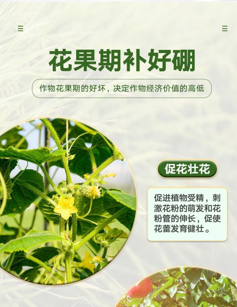 正品颗粒硼缓释肥农用迅猛补硼保花保果提高坐果蔬菜果树基底