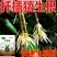 生根通用植物型扦插用树木烂根死苗弱苗叶面肥快速生根粉强力