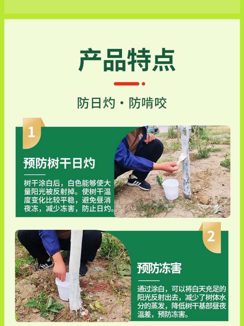 树干涂白剂可兑水可直涂防寒防冻日灼啃咬隔离病虫靓丽园林好