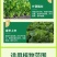 叶菜速长灵叶面肥快速壮苗叶片浓绿青菜生菜油麦菜增产通用