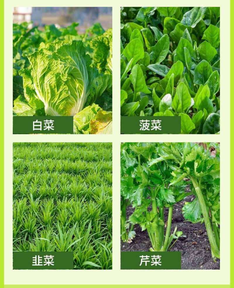 叶菜速长灵叶面肥快速壮苗叶片浓绿青菜生菜油麦菜增产通用