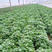 济薯25号淀粉薯地瓜秧苗商薯19高产白心种植苗脱毒薯苗原