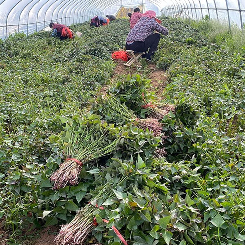 济薯25号淀粉薯地瓜秧苗商薯19高产白心种植苗脱毒薯苗原