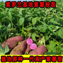 紫罗兰秧苗紫薯种苗番薯苗高产山芋苗原代脱毒地瓜苗种蜜甜红