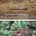 西瓜红番薯苗高产山芋苗紫薯秧苗原代脱毒济薯地瓜苗种哈密红