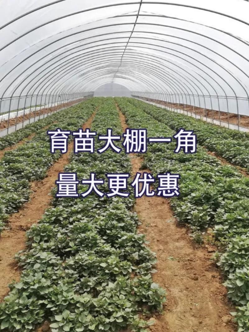 西瓜红番薯苗高产山芋苗紫薯秧苗原代脱毒济薯地瓜苗种哈密红