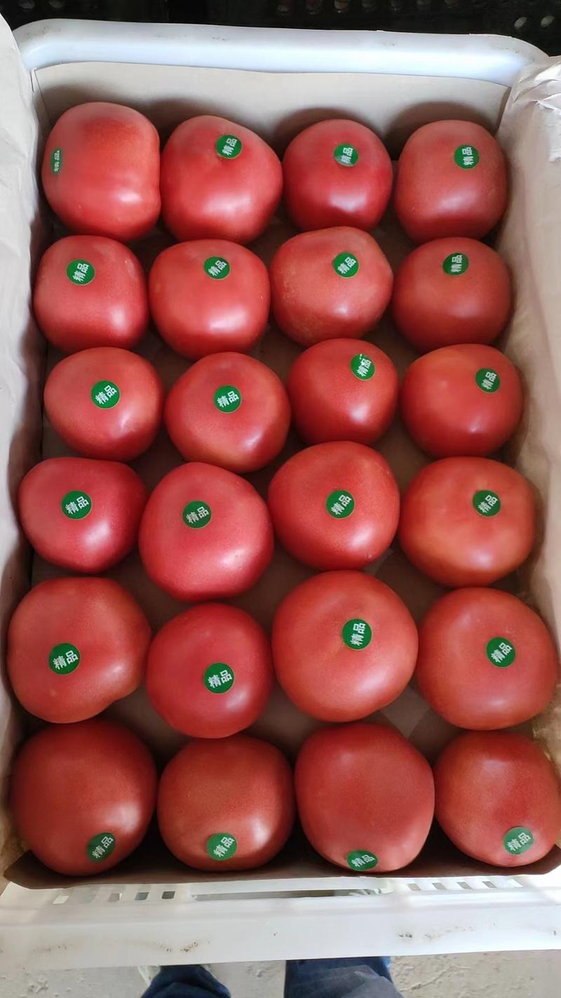 【精品】河北西红柿硬粉西红柿产地直供货发全国